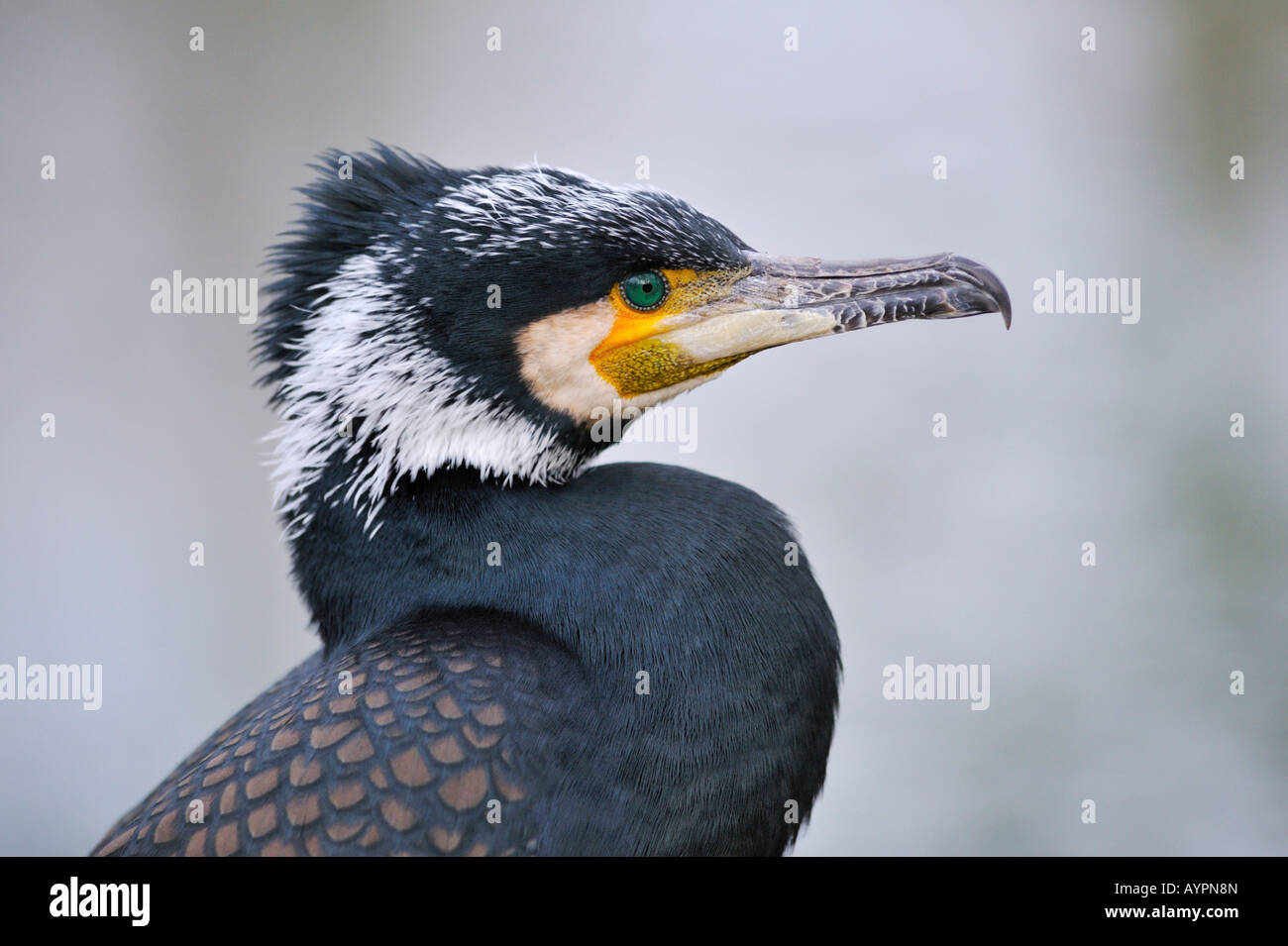 Great Black Cormorant (Phalacrocorax carbo) Stock Photo