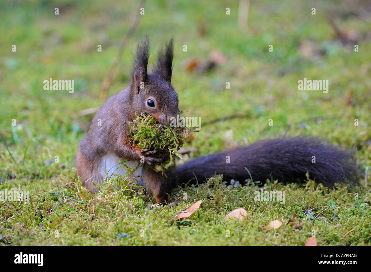 Red Squirrel (Sciurus vulgaris) with material to build its nest Stock Photo