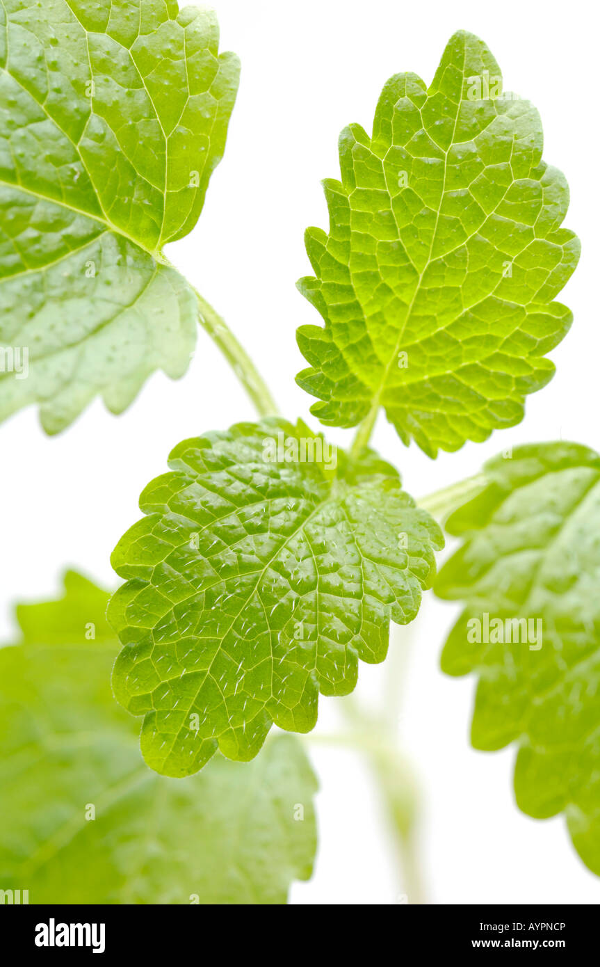 Lemon Balm (Melissa officinalis) Stock Photo