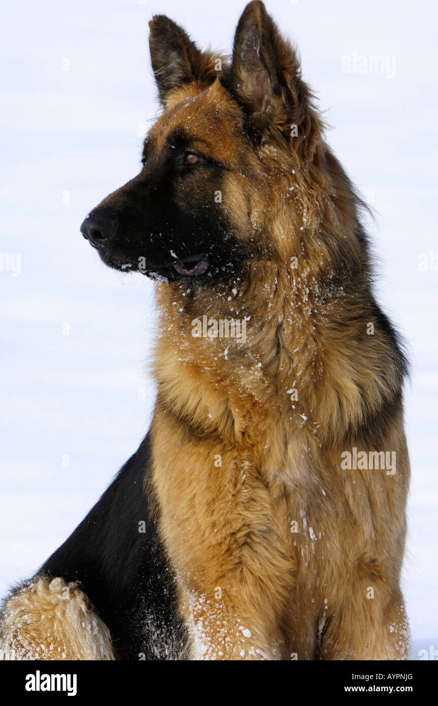 German Shepherd or Alsatian Stock Photo