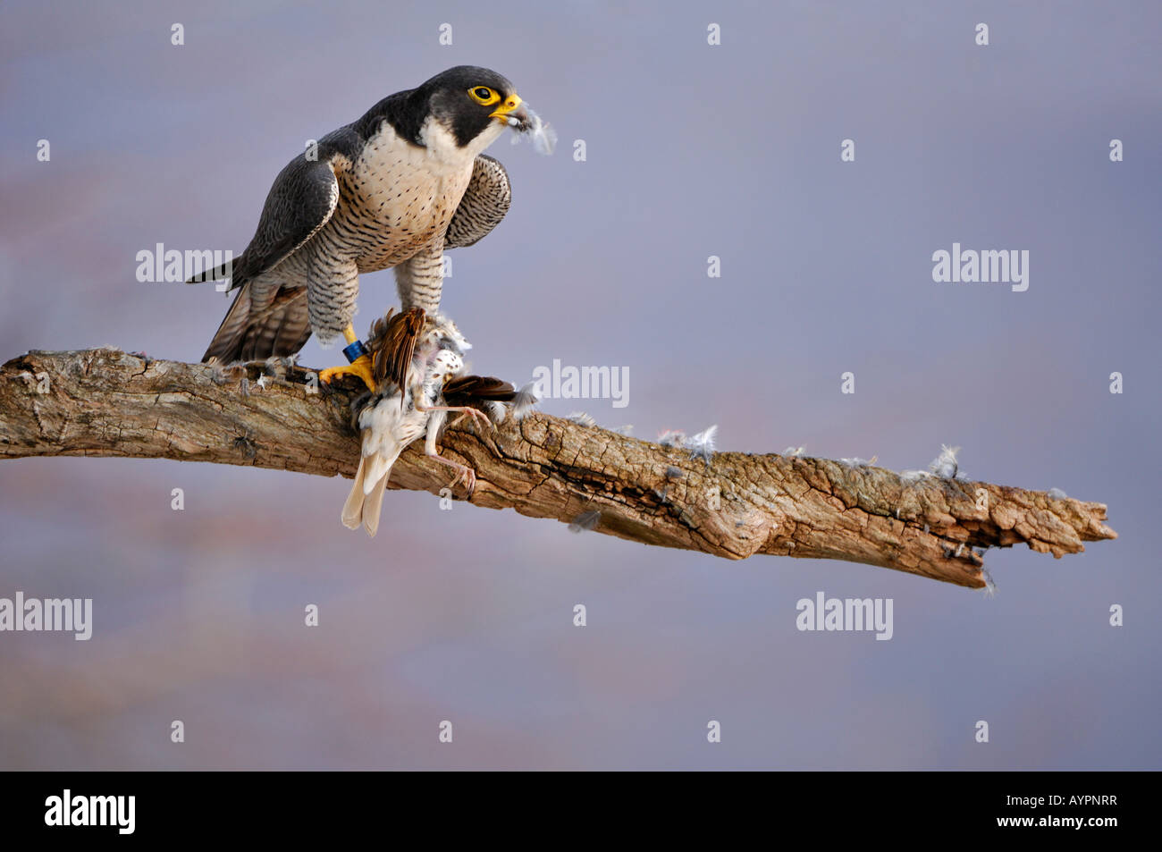 Peregrine Falcon (Falco peregrinus) perched on a branch with prey, Schwaebische Alb, Baden-Wuerttemberg, Germany Stock Photo