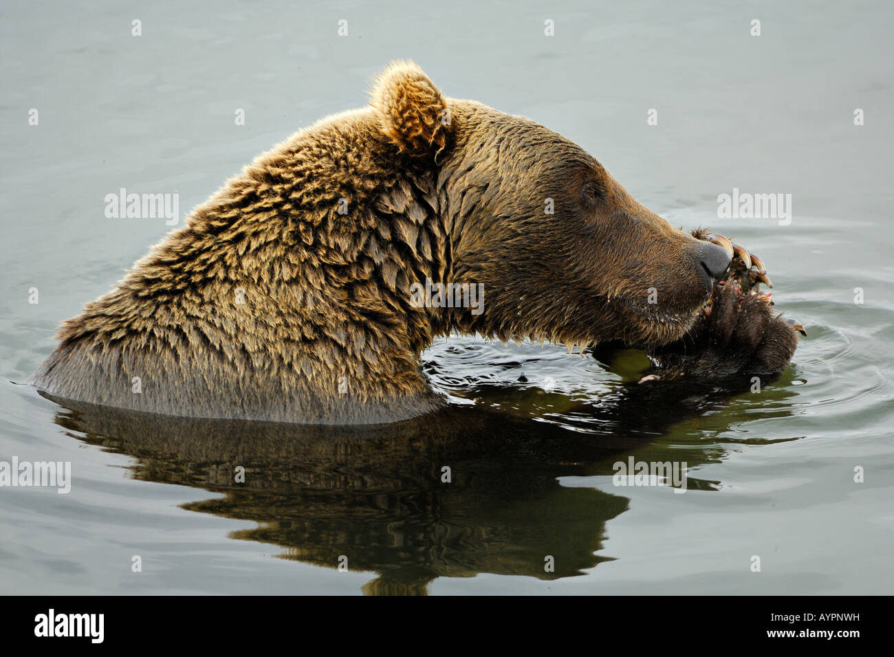 Brown Bear (Ursus arctos), female feeding on fish, Katmai National Park and Preserve, Alaska, USA Stock Photo
