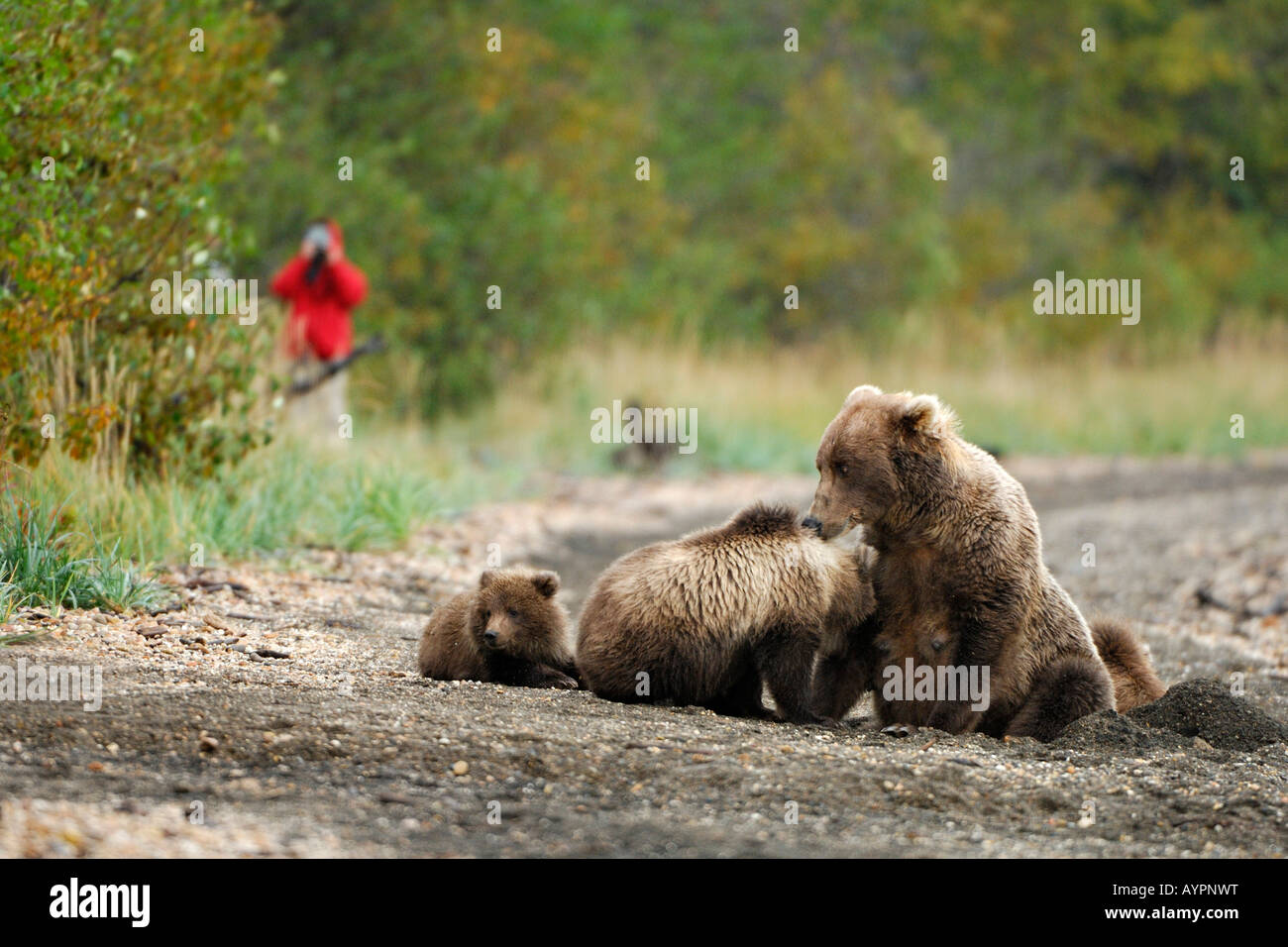 Brown Bear (Ursus arctos), female with cubs, photographer in bushes