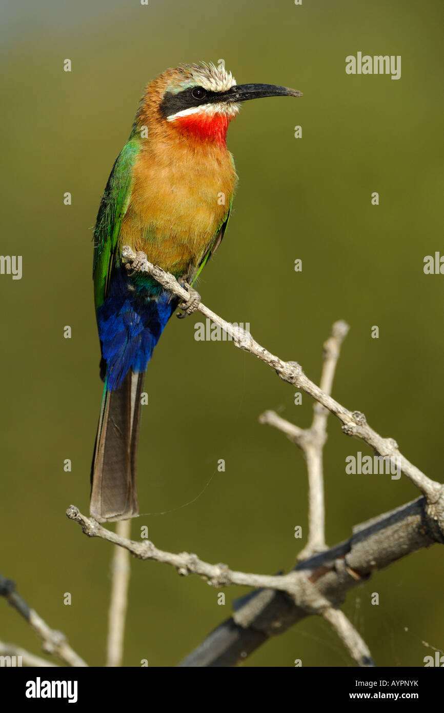 White-fronted Bee-Eater (Merops bullockoides) perched on a branch, Chobe National Park, Botswana, Africa Stock Photo