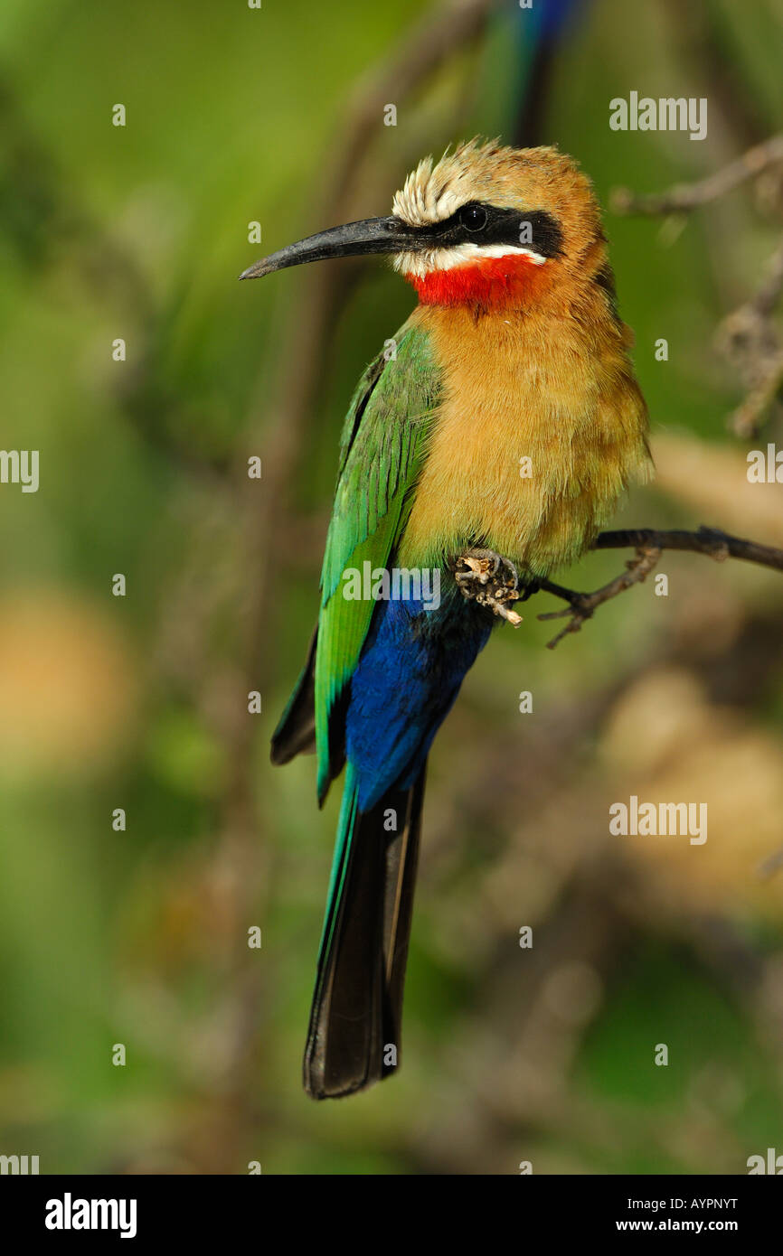White-fronted Bee-Eater (Merops bullockoides) perched on a branch, Chobe National Park, Botswana, Africa Stock Photo
