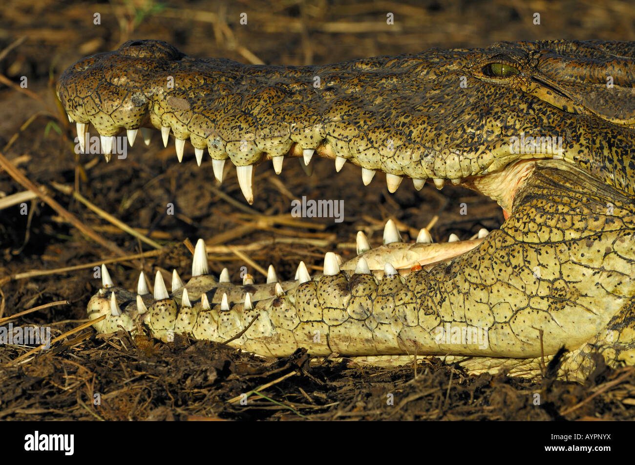 Portrait of a Nile Crocodile (Crocodylus niloticus), sunbathing, Chobe National Park, Botswana, Africa Stock Photo