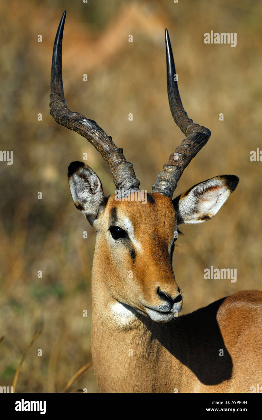 Portrait of an Impala (Aepyceros melampus), buck, Chobe National Park, Botswana, Africa Stock Photo