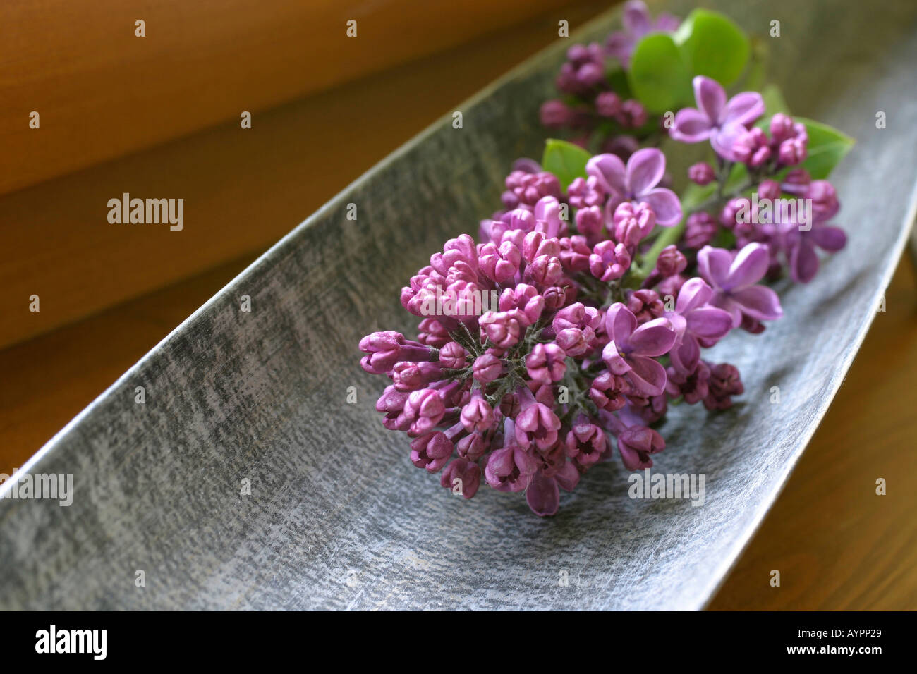 A bunch of lilac placed on a metallic tray Stock Photo