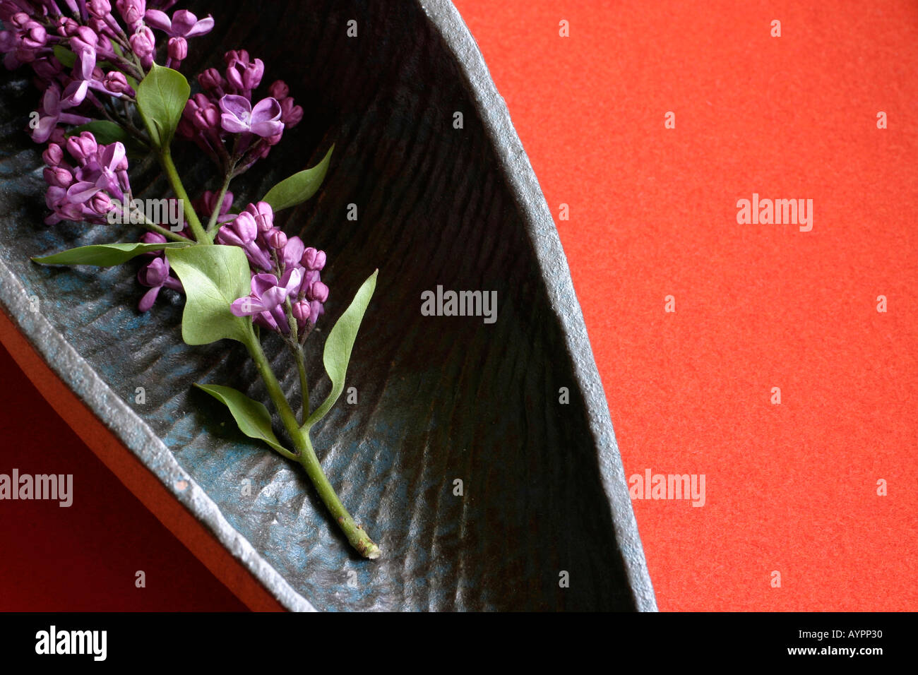 A bunch of lilac placed on a wooden tray Stock Photo