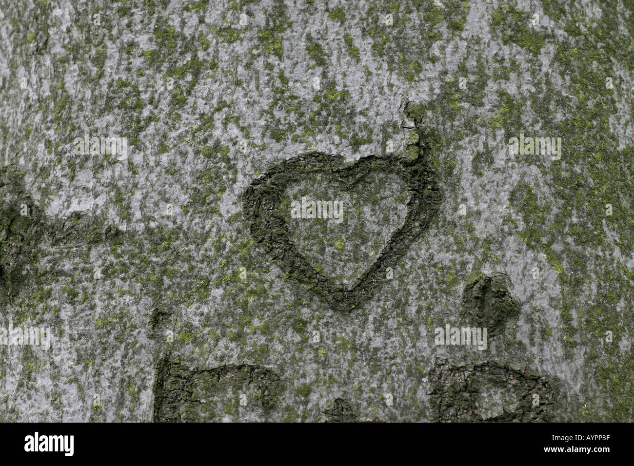 A carved heart shape seen on a trunk of a tree Stock Photo