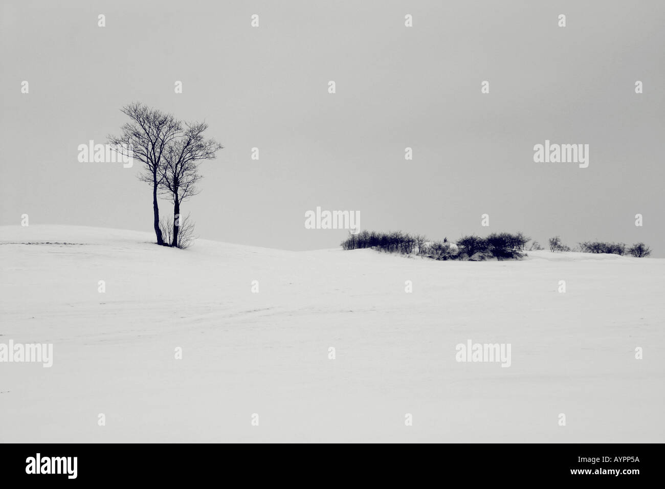 Trees and dry plants in a snowy area Stock Photo - Alamy