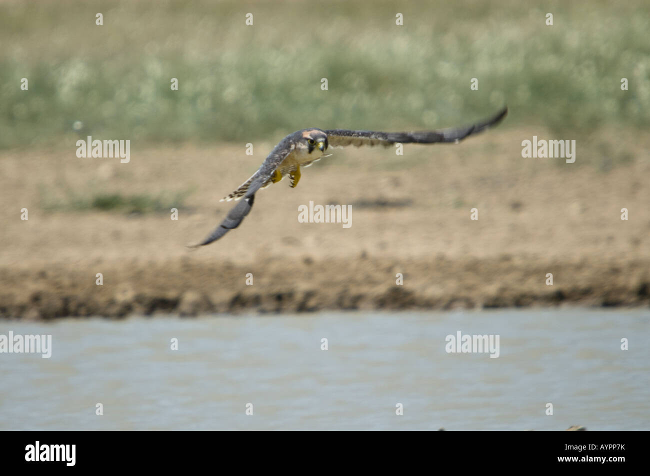 A lanner falcon in flight above a waterhole in the Kalahari semi-desert Stock Photo