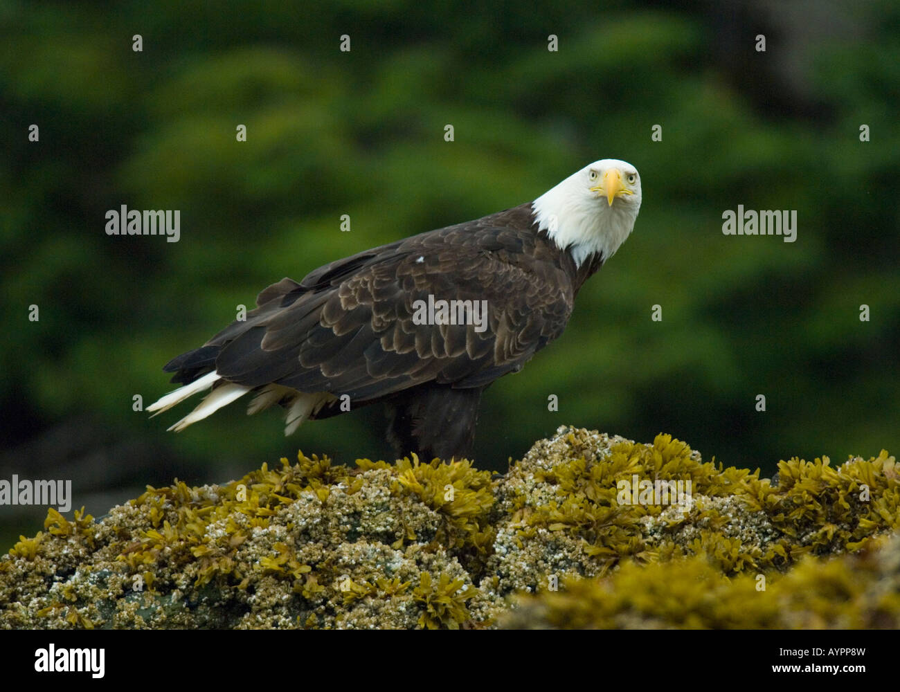 Bald Eagle (Haliaeetus leucocephalus) feeding on intertidal, Chatham Strait, SE Alaska Stock Photo