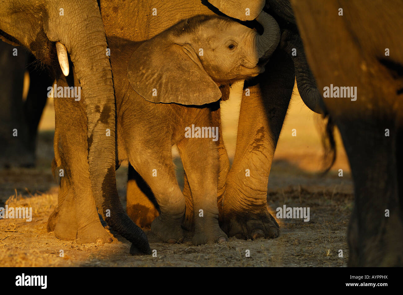 Savanna or African Bush Elephants (Loxodonta africana), calf protected by herd, Chobe National Park, Botswana, Africa Stock Photo