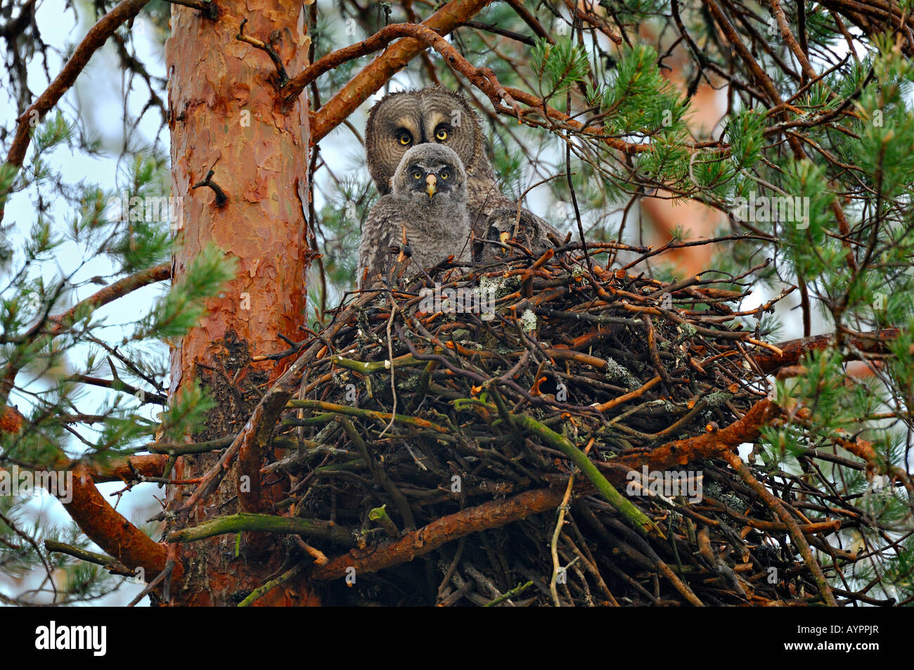 Great Grey Owl or Lapland Owl (Strix nebulosa), female with young in eyrie, Dalarna, Sweden, Scandinavia Stock Photo