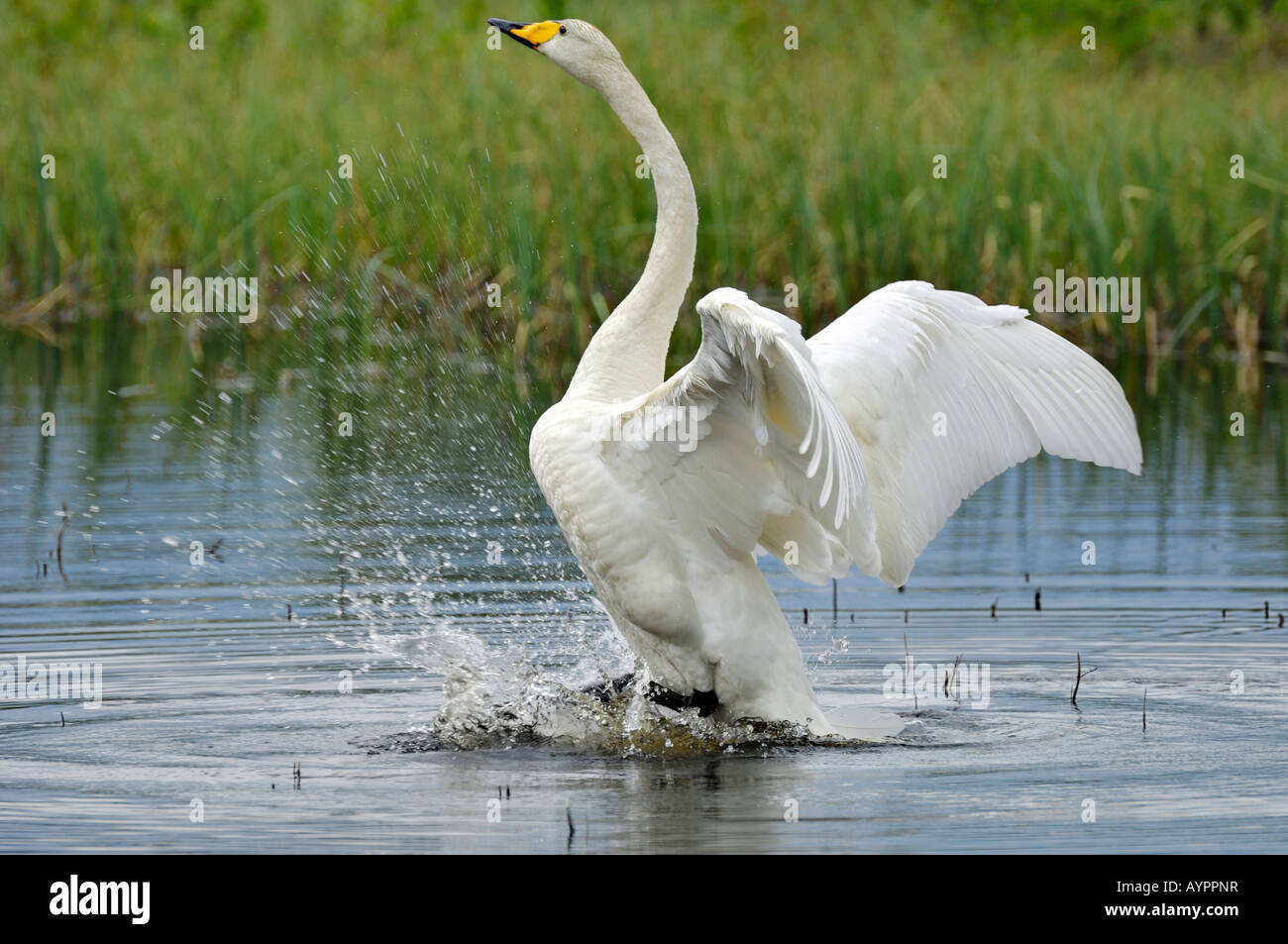 Whooper Swan (Cygnus cygnus) flapping its wings, Dalarna, Sweden, Scandinavia Stock Photo