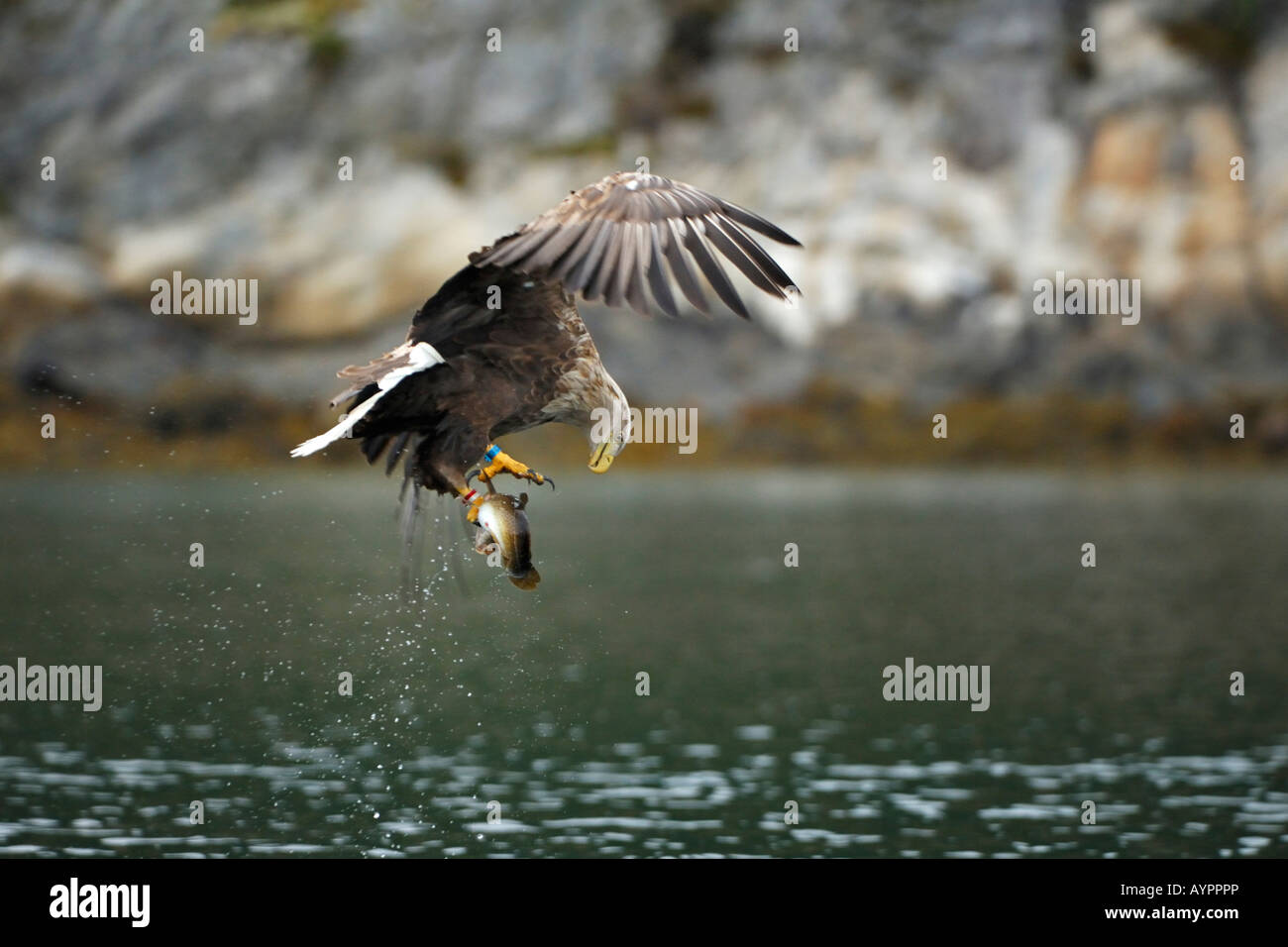 White-tailed Eagle or Sea Eagle (Haliaeetus albicilla) with prey in its talons, Trondelag, Norway, Scandinavia Stock Photo