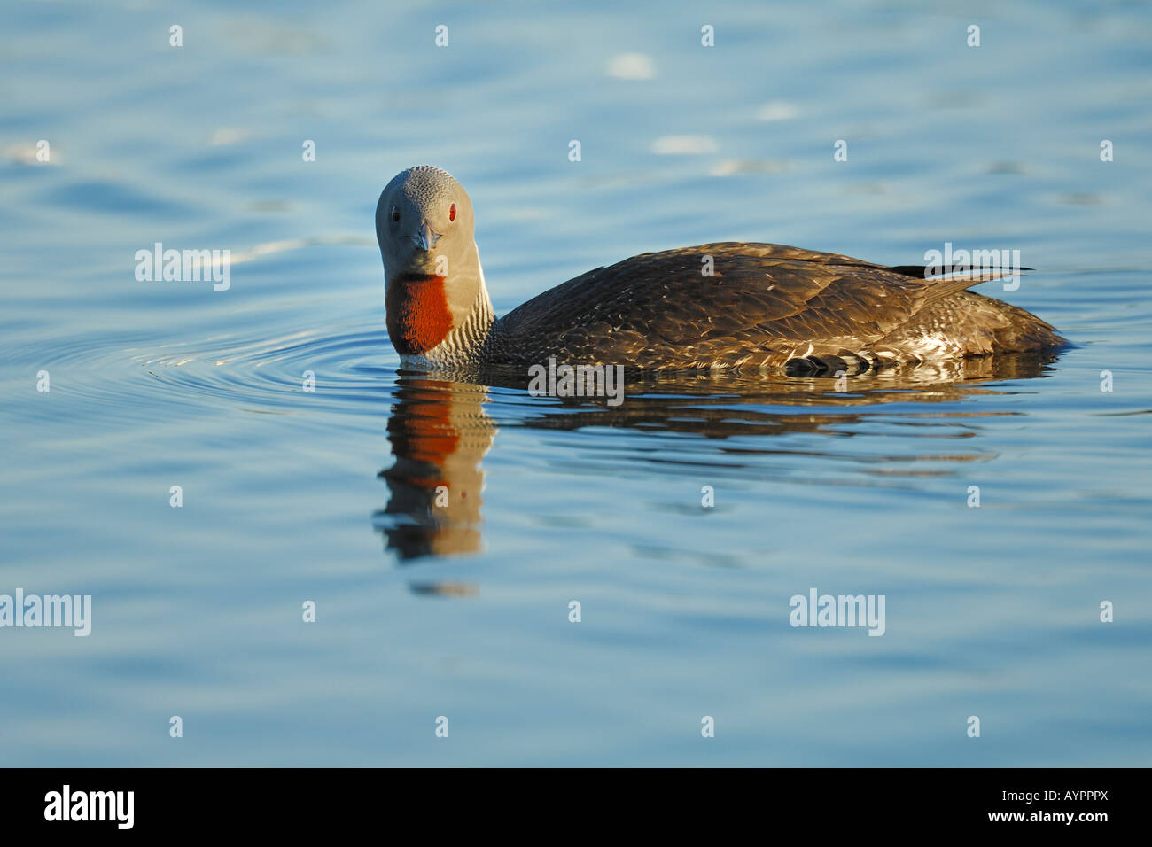 Red-throated Diver or Loon (Gavia stellata), swimming, Tromso, northern Norway, Scandinavia Stock Photo