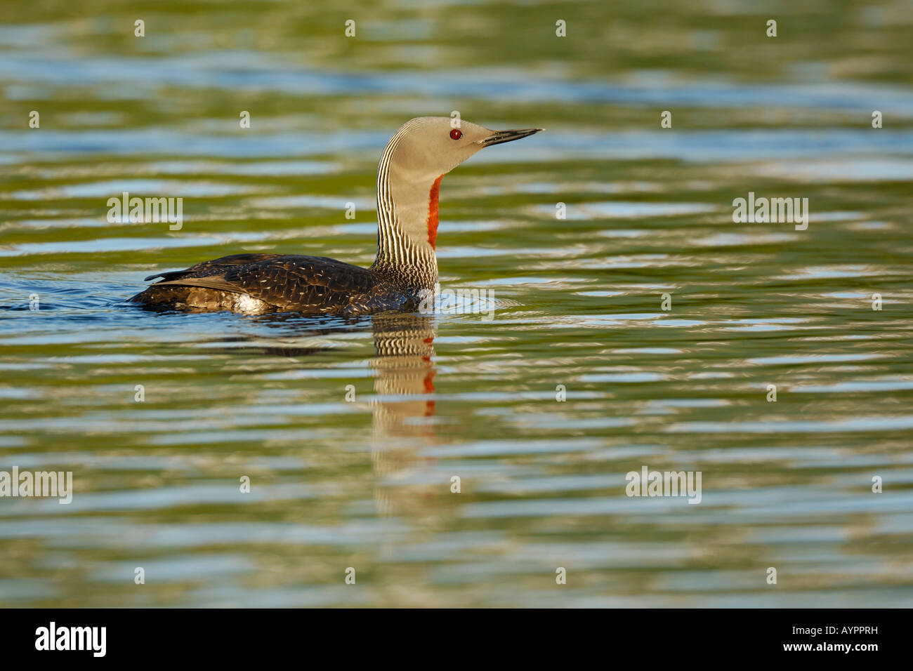 Red-throated Diver or Loon (Gavia stellata), swimming, Tromso, northern Norway, Scandinavia Stock Photo