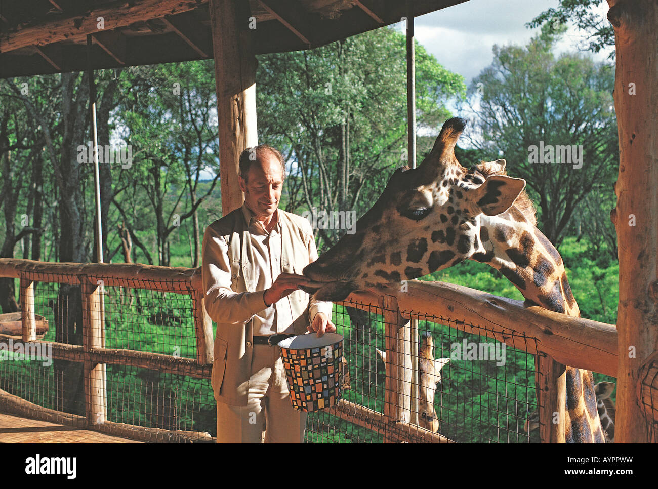 man feeding Rothschild s giraffe with cattle pellets at Langata Nature Education Centre Giraffe Manor Nairobi Kenya East Africa Stock Photo