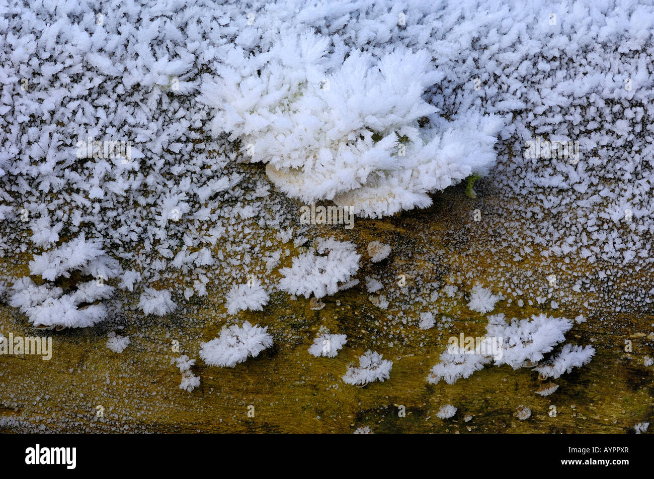 Frost-covered bracket fungi, Schwaebische Alb, Baden-Wuerttemberg, Germany Stock Photo