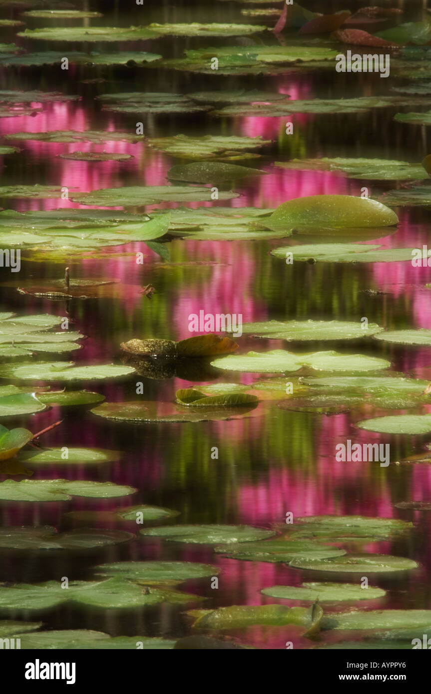 Soft Focus Rendition of Azalea Blossoms Reflected in Pond Covered in Lilly Pads Cypress Gardens Near Charleston South Carolina Stock Photo