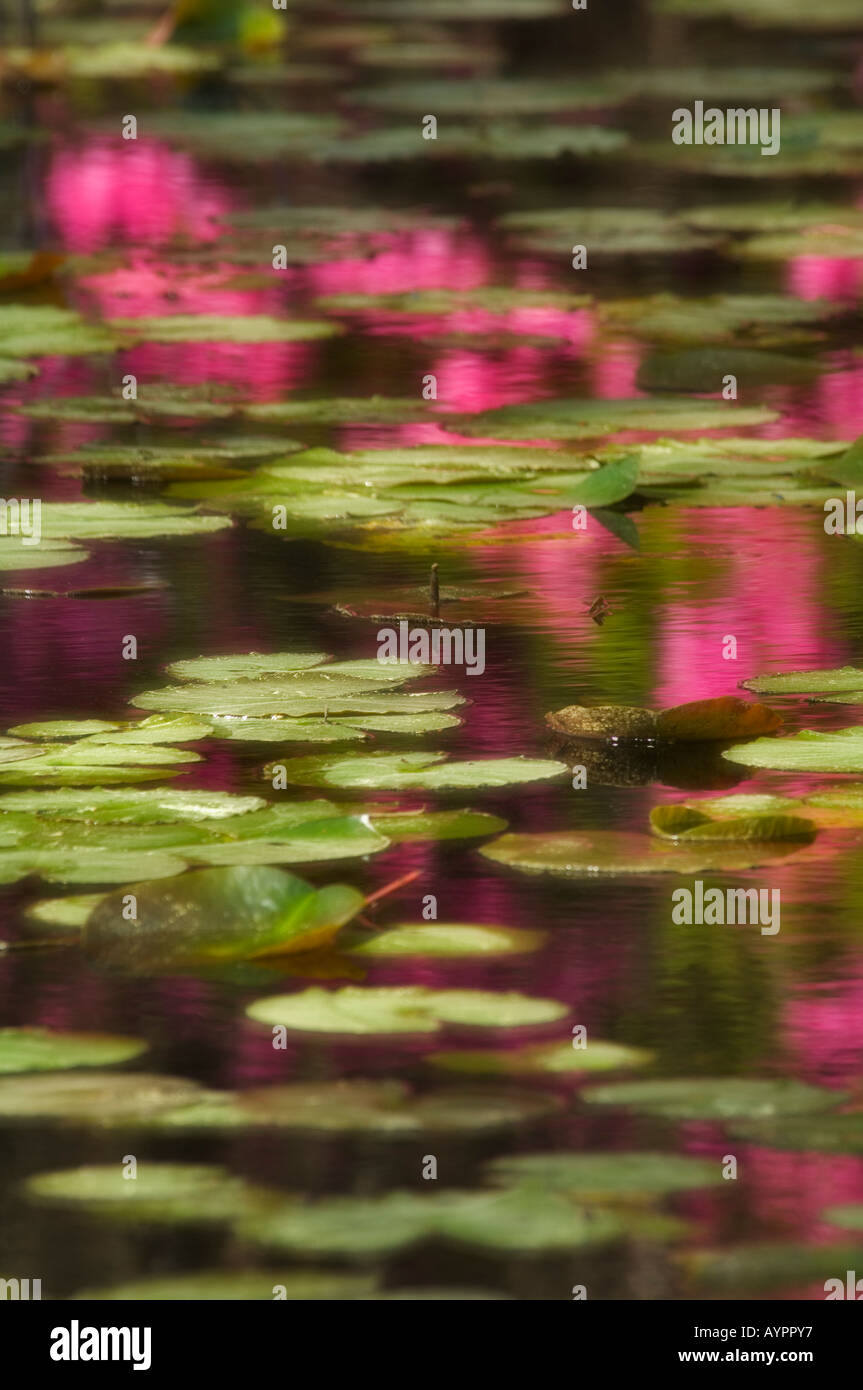 Soft Focus Rendition of Azalea Blossoms Reflected in Pond Covered in Lilly Pads Cypress Gardens Near Charleston South Carolina Stock Photo