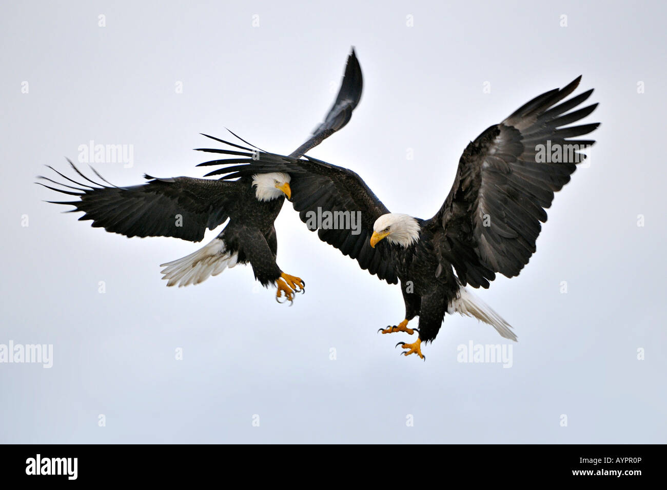 Bald Eagles (Haliaeetus leucocephalus) in flight, Kenai Peninsula, Alaska, USA Stock Photo