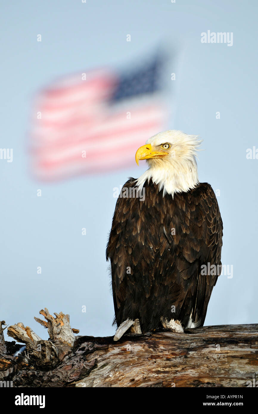 Bald Eagle (Haliaeetus leucocephalus) perched in front of a US flag, Kenai Peninsula, Alaska, USA Stock Photo