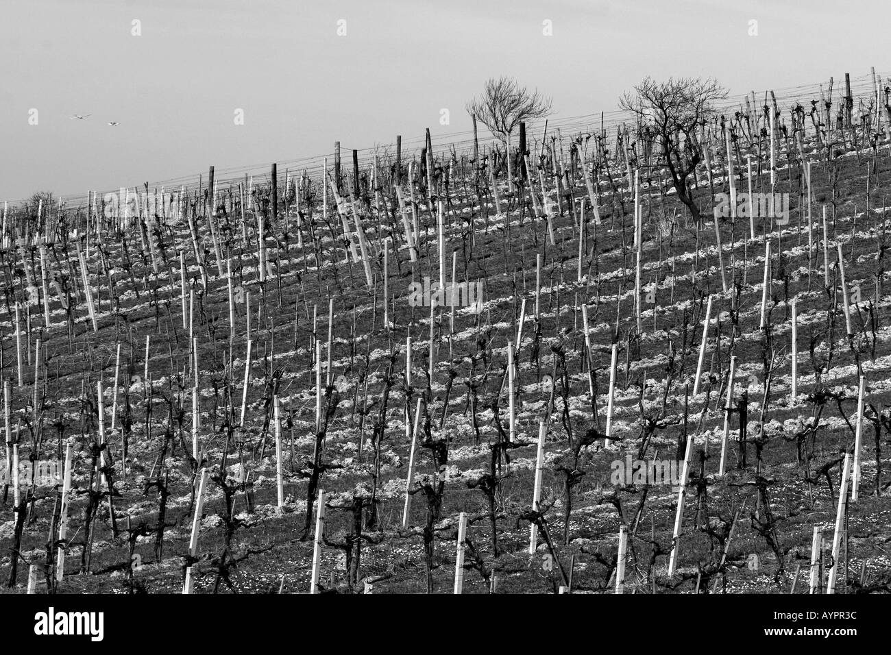 Wine growing black and white image Stock Photo