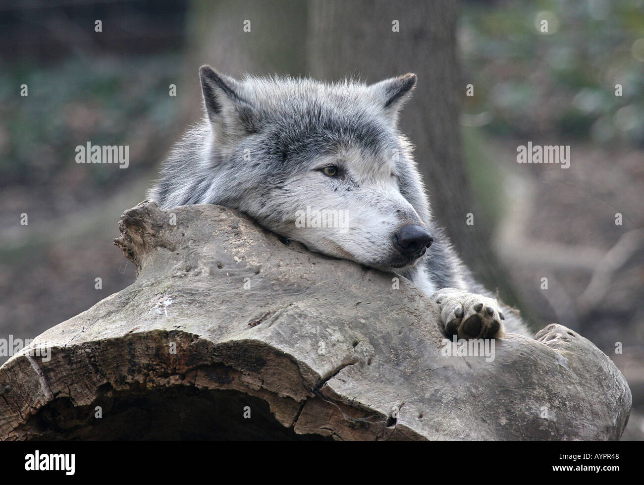 A wolf relaxes on a rock as he stares over something Stock Photo