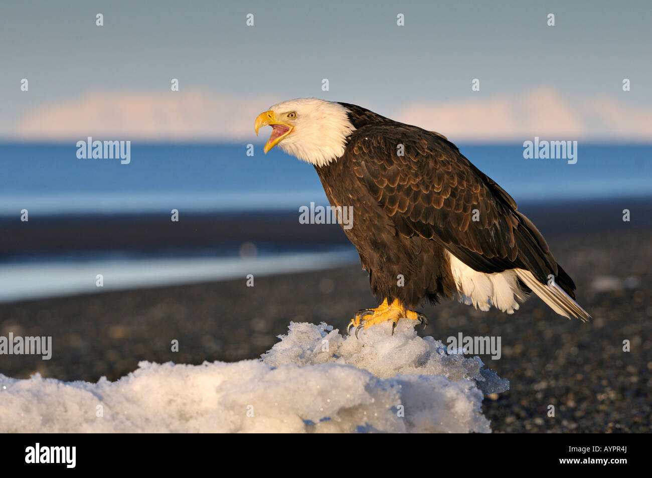 Bald Eagle (Haliaeetus leucocephalus) calling out in the morning's first light, Kenai Peninsula, Alaska, USA Stock Photo