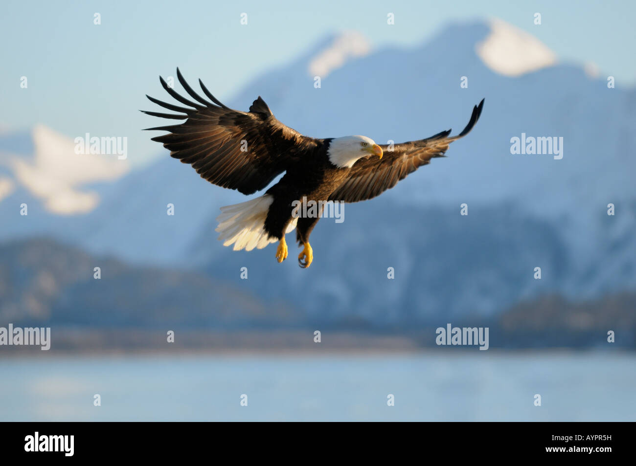 Bald Eagle (Haliaeetus leucocephalus) landing, mountain backdrop, Kachemak Bay State Park, Kenai Peninsula, Alaska, USA Stock Photo
