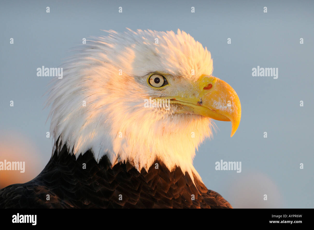 Bald Eagle (Haliaeetus leucocephalus) portrait in last light, Kenai Peninsula, Alaska, USA Stock Photo