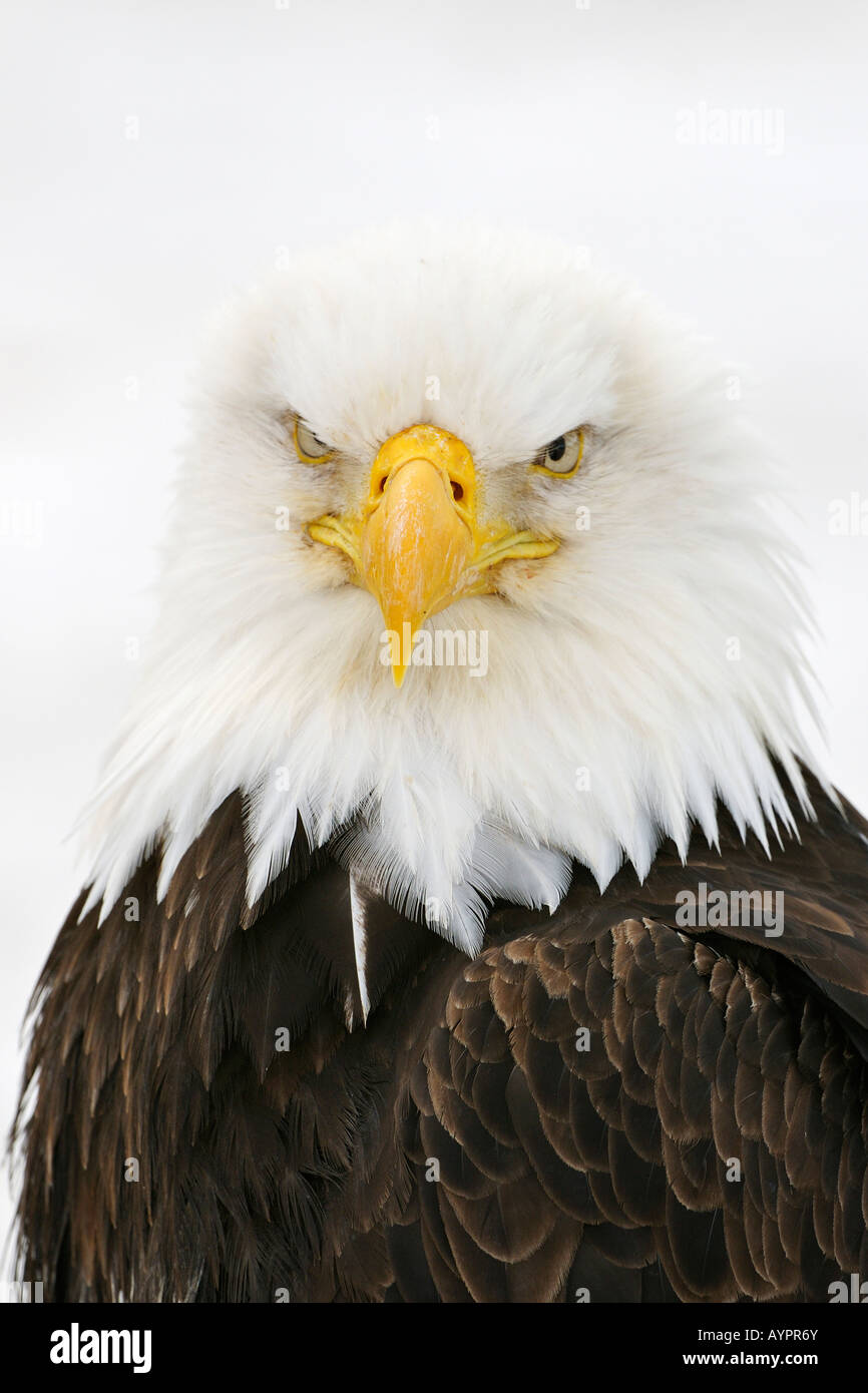 Bald Eagle (Haliaeetus leucocephalus) portrait, Kenai Peninsula, Alaska, USA Stock Photo