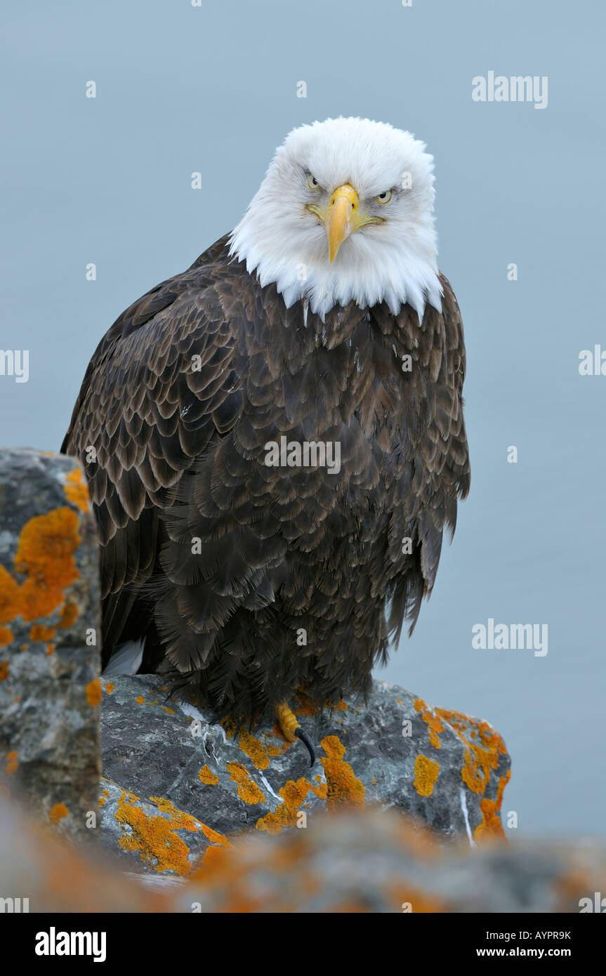 Bald Eagle (Haliaeetus leucocephalus) perched on lichen-covered rocks, Kenai Peninsula, Alaska, USA Stock Photo