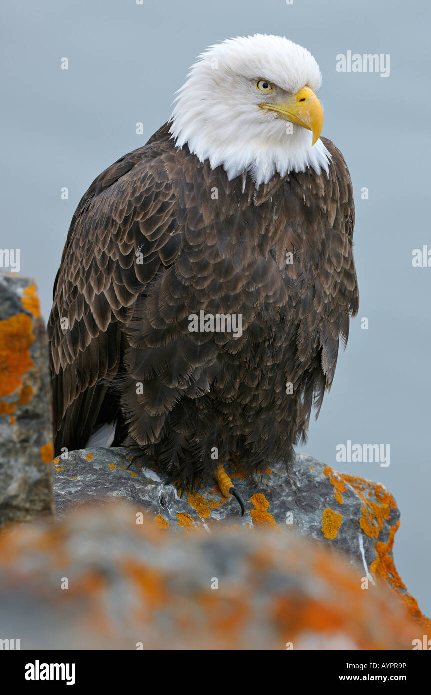 Bald Eagle (Haliaeetus leucocephalus) perched on lichen-covered rocks, Kenai Peninsula, Alaska, USA Stock Photo