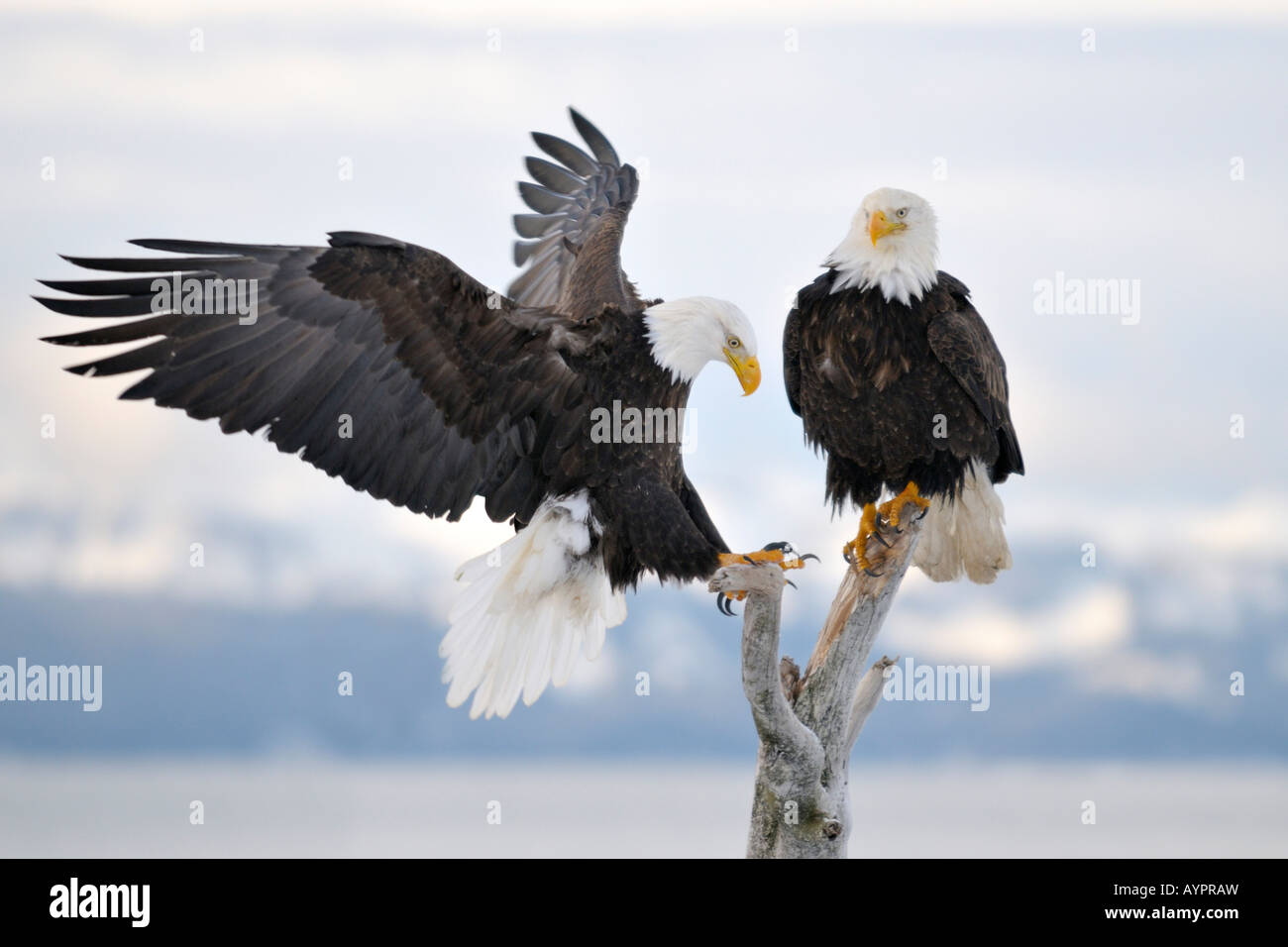 Bald Eagle (Haliaeetus leucocephalus) landing, Kenai Peninsula, Alaska, USA Stock Photo