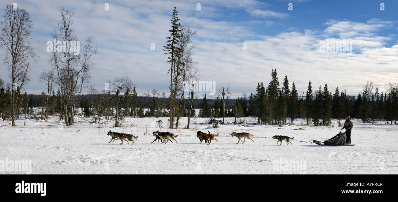 Musher leading a dog sled team of Alaskan huskies across the Kenai Peninsula, Alaska, USA Stock Photo