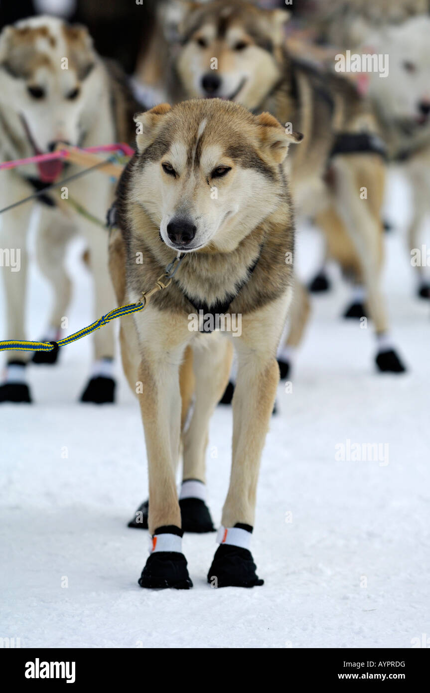 Alaskan Huskies, sled dogs at the start of the Iditarod Sleddog Race, longest dogsled race in the world between Anchorage and N Stock Photo