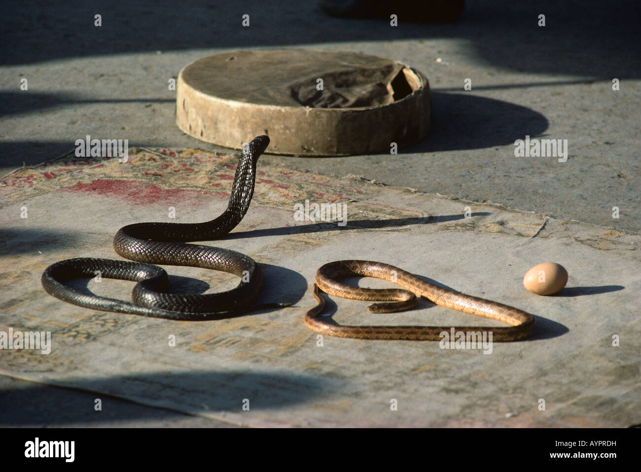 Snake Charming in Djemaa el Fna Square Marrakech Morocco Stock Photo ...