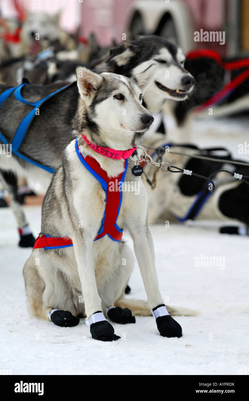 Siberian Huskies, sled dogs at the start of the Iditarod Sleddog Race, longest dogsled race in the world between Anchorage and  Stock Photo