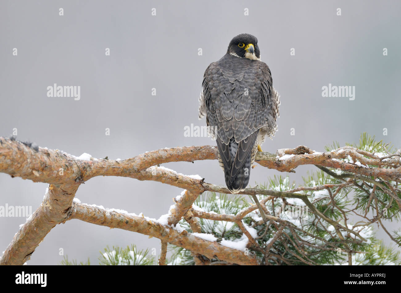 Peregrine Falcon (Falco peregrinus) perched on a pine branch, Schwaebische Alb, Baden-Wuerttemberg, Germany Stock Photo