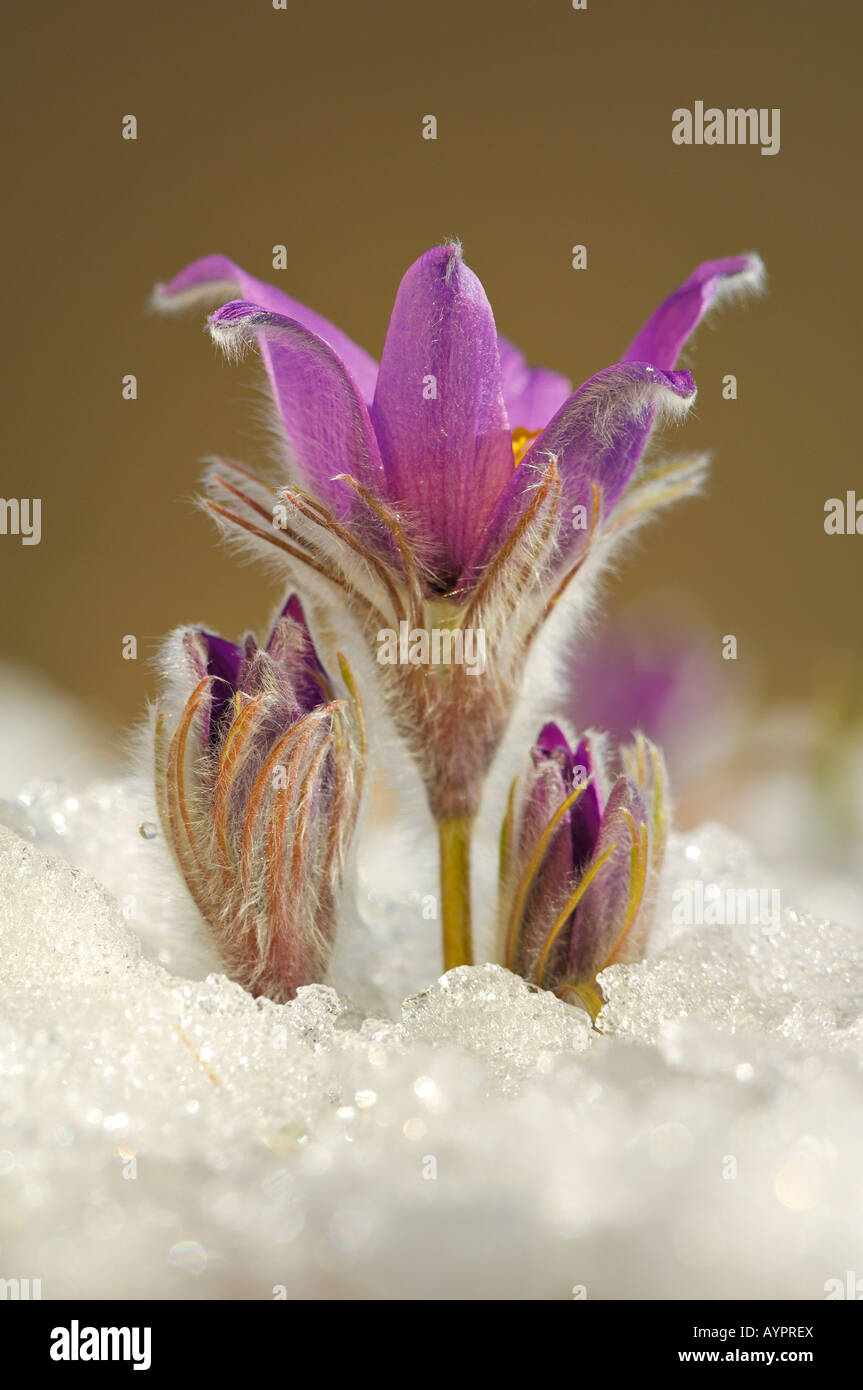 Anemone (Pulsatilla vulgaris), early flowering shortly after snowmelt, Schwaebische Alb, Baden-Wuerttemberg, Germany Stock Photo