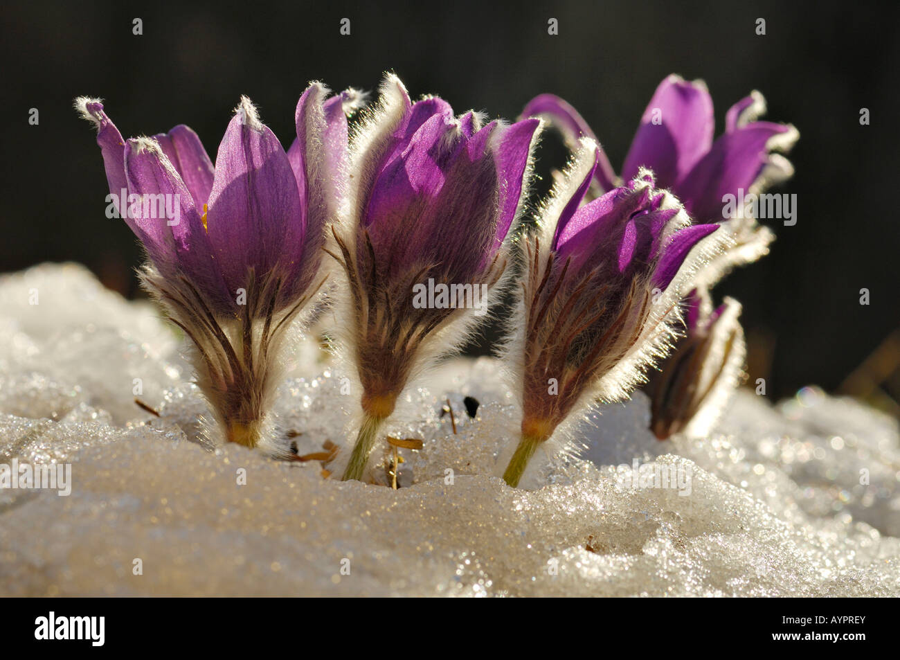 Anemone (Pulsatilla vulgaris), early flowering shortly after snowmelt, backlit group, Schwaebische Alb, Baden-Wuerttemberg, Ger Stock Photo