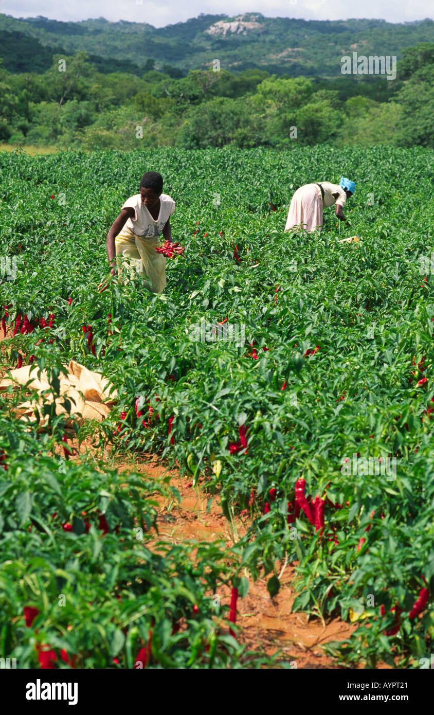 Female farmworkers harvesting chillies on a farm near Centenary. Zimbabwe Stock Photo