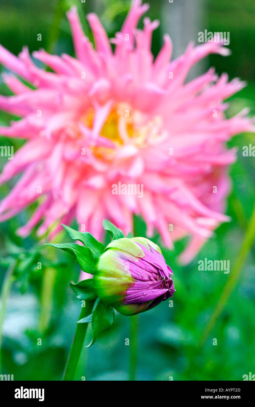 Pink Octopus Dahlia Stock Photo