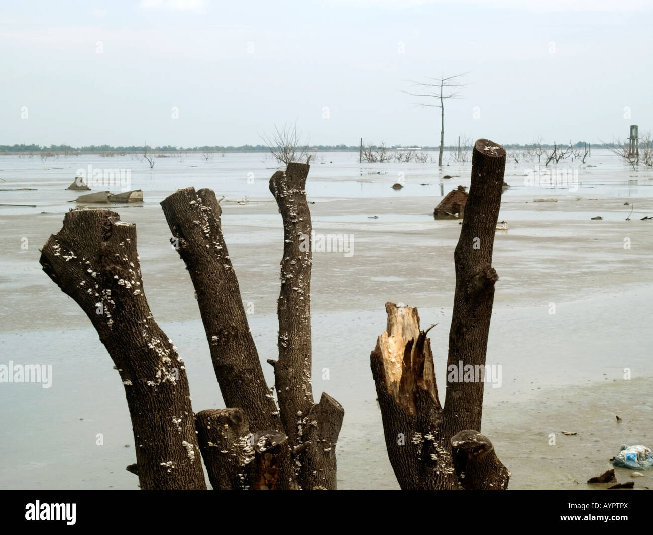 Dead tree branches in front of a desolate landscape of boling mud and water,Sidoarjo,East Java,Indonesia. Stock Photo