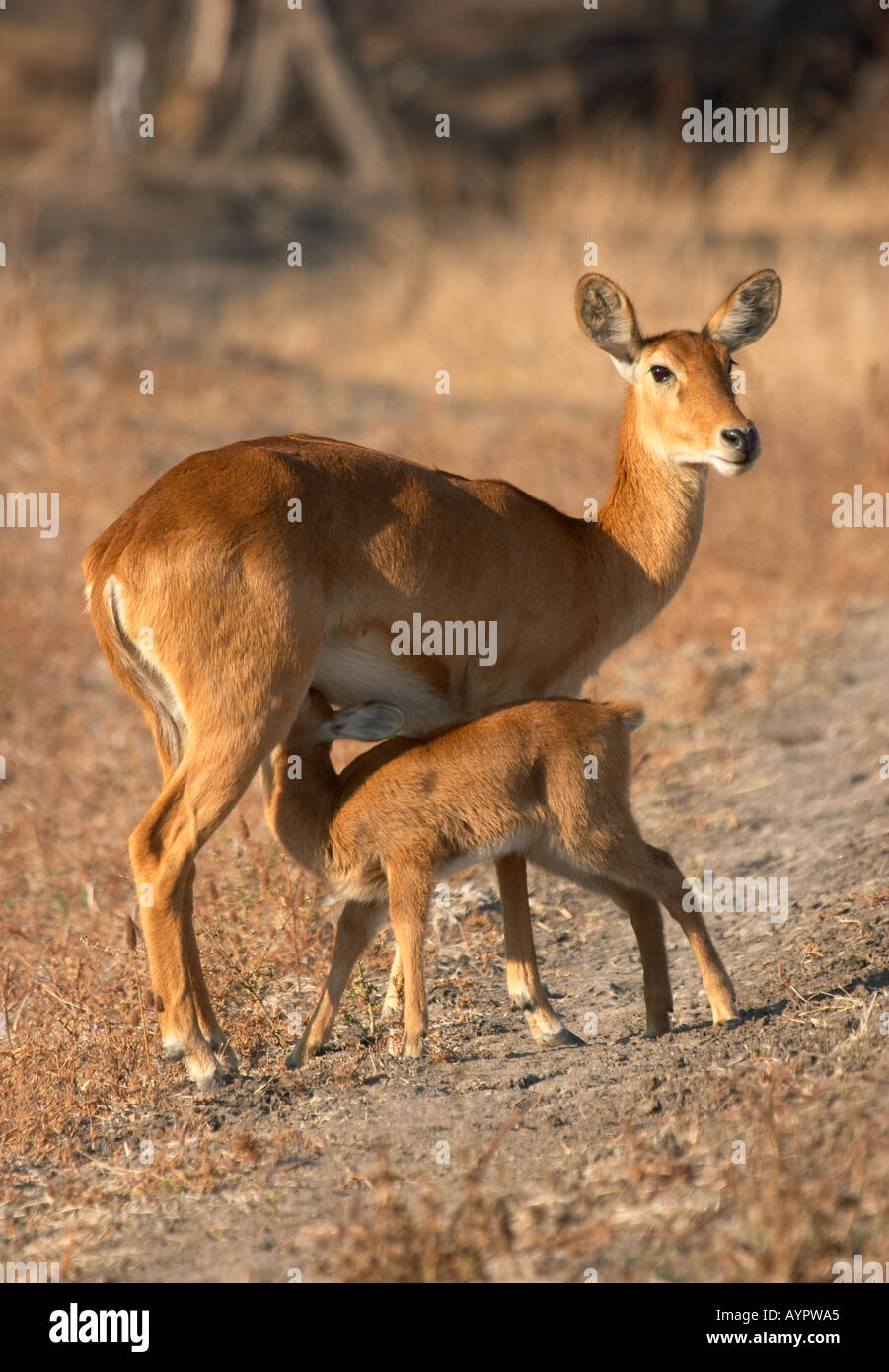 Puku and Suckling Foal (Kobus Vardonii) Stock Photo