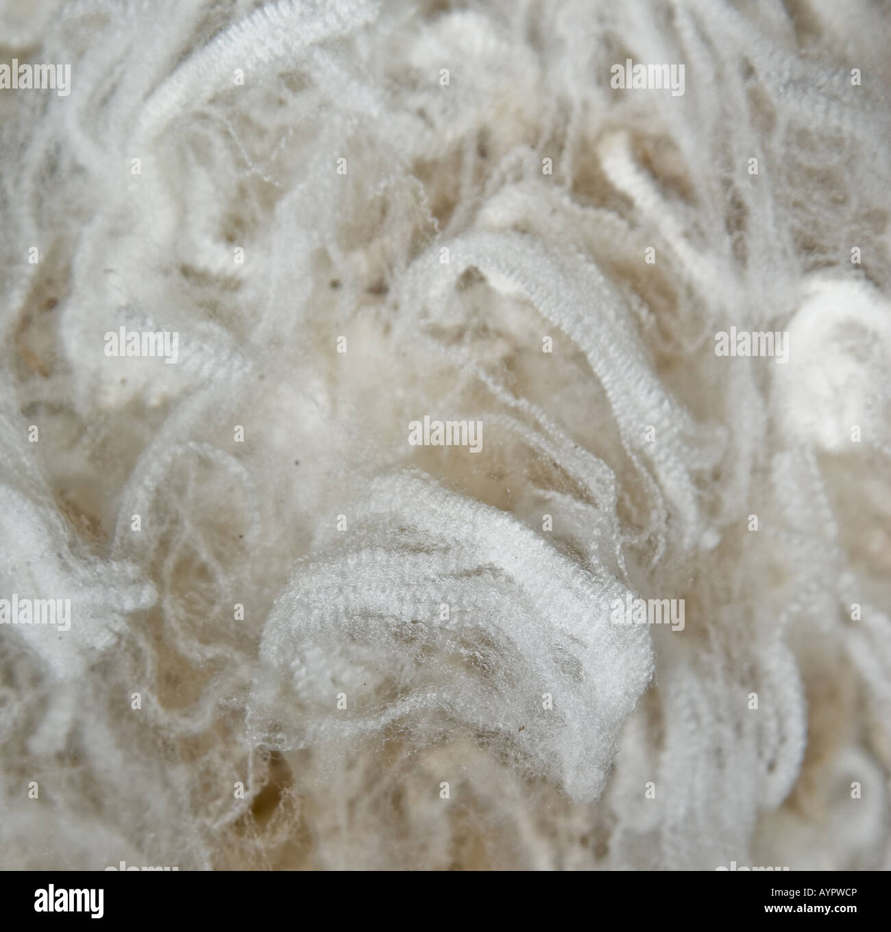 prize winning superfine merino wool as a background image Stock Photo